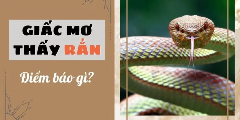 Giải mã chi tiết nằm mơ thấy rắn là điềm gì